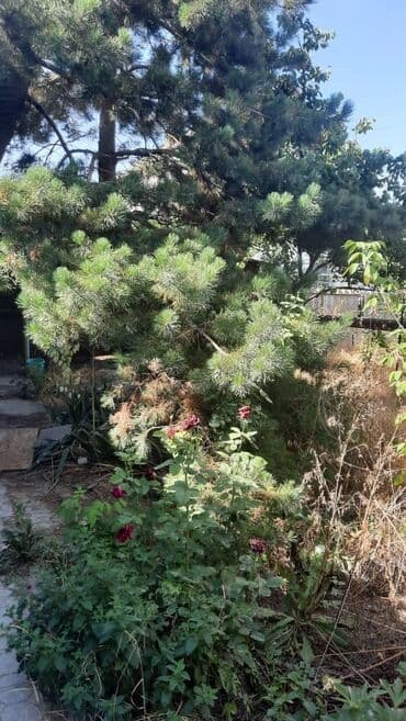 продаю дом село беловодск: Дом, 89 м², 5 комнат, Агентство недвижимости, Старый ремонт — 10