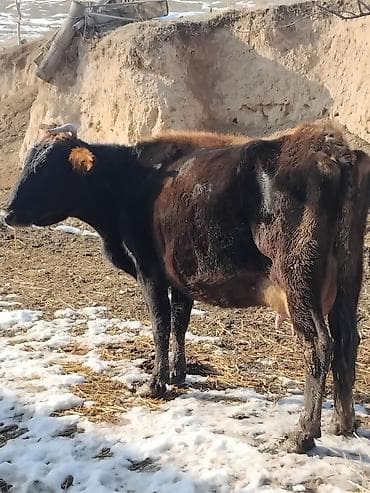 бенгальская кошка домашняя: Продаю | Корова (самка) | Для молока — 1