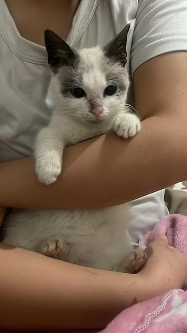 кошки сиямские: Кошка даром: Сиамская, Девочка — 2