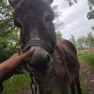 Осёл (домашний) - Порода: осёл стандартного типа - Окрас