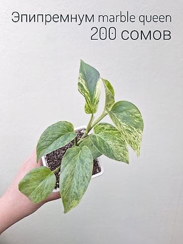 купить розы для посадки: • Комнатные растения (детки/молодые растения/взрослые экземпляры) — 10