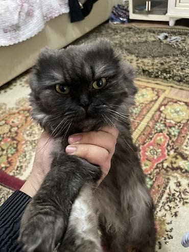 кот сфинкс: Шотландская вислоухая кошка, окрас дымчатый (графитовый). Пушистая — 3