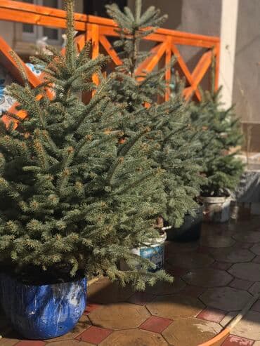 автоматический секатор для обрезки деревьев: В наличии голубые ели Размеры от 80 до 150см В горшках (летом — 3