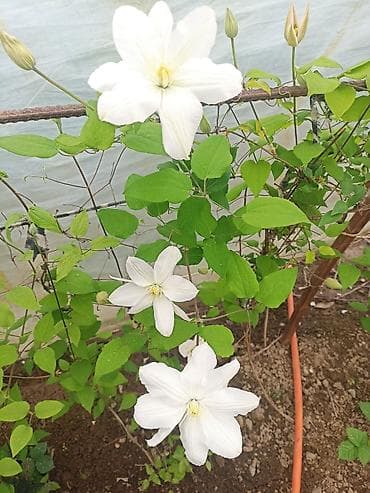 большой цветок: Клематис с крупными белыми цветами - Лиана декоративная, идеальна для — 1