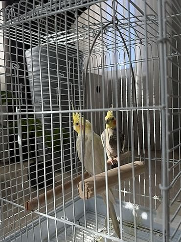 Аквариумы: Отдам двух попугаев совершенно бесплатно — 6