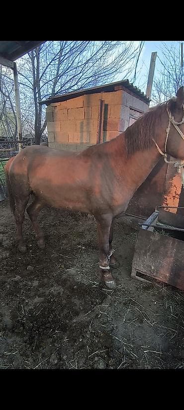 пони пони: Продаю | Жеребец | На забой | Племенные — 2