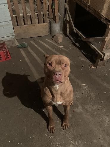 Питбуль, 1 год, Самец, С прививкой