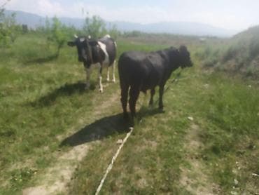 Продам с/х животных: Продаю | Корова (самка) | Ангус, Голштин | Для молока | Нетель — 4