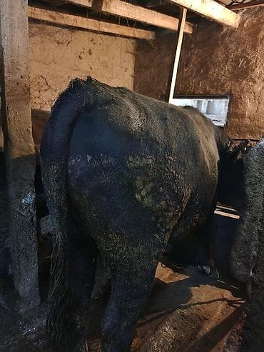 Продаю | Бык (самец)