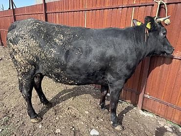 перва телка: Продаю | Корова (самка) | Для молока | Привязанные — 1