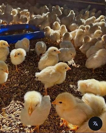 Тооктор, короздор: Сатам | Балапандар | Бройлер, Хай-Лайн Соня Грей | Союуга — 1