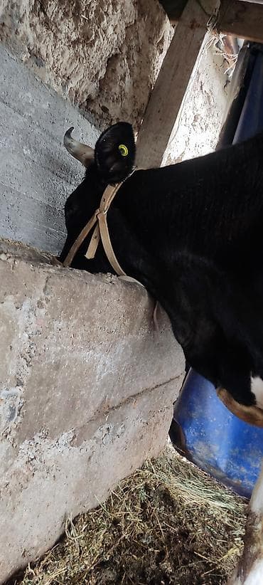 алабай щенка: Продаю | Корова (самка) | Для молока | Привязанные — 4