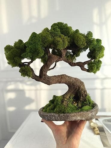 Декоративные деревья бонсай с натуральным стабилизированным мхом