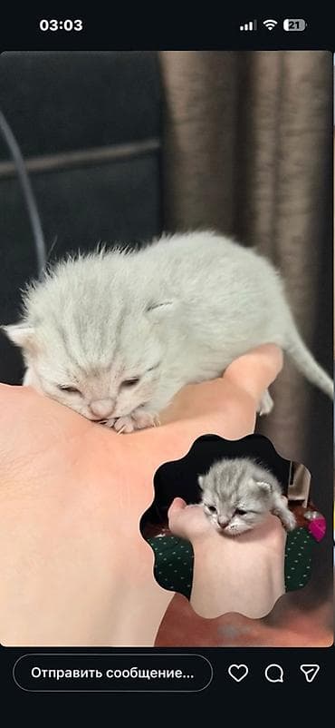 Башка жаныбарлар: Шотландские котята (Scottish Fold/Scottish Straight) - Окрас — 1