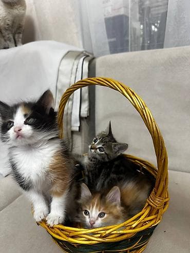 сухое молоко для котят: Кошка даром: Беспородная, 2 месяца, Мальчик, Приучена к лотку — 10