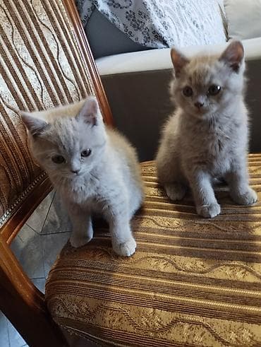 абиссинский кот: Британские короткошёрстные котята, окрасы лиловый/кремовый. - Порода — 1