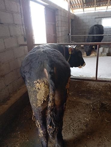 купить телят: Продаю | Бык (самец) | Полукровка | На откорм | Привязанные — 2