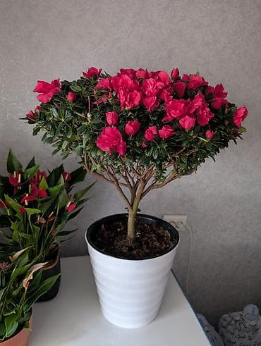 цветы гортензии: Азалия в горшке — 2800 и выше — 1