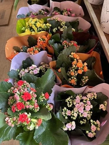 Комнатные цветы в горшках — готовые к украшению дома или офиса