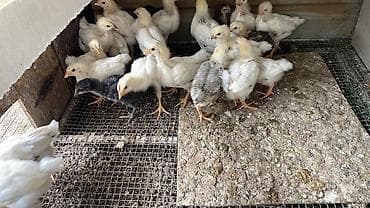 курица адлерская: Продаю | Цыплята | Для разведения — 2