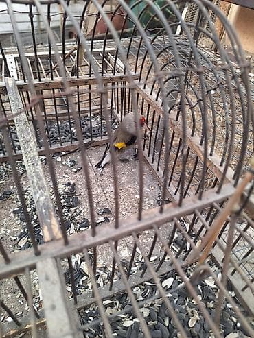 Певчие птицы в клетке (щеглы/щеглята). Яркое оперение: серо-бурое at lalafo.kg Певчие птицы в клетке (щеглы/щеглята). Яркое оперение: серо-бурое