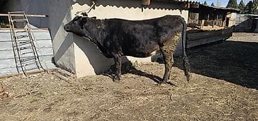 собаку алабай: Продаю | Корова (самка), Бык (самец), Тёлка | Алатауская | Для разведения, Для молока | Стельные — 4