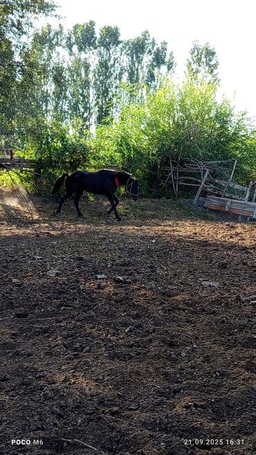 мал сатам: Сатам | Байтал | Жумушка | Мерин — 6