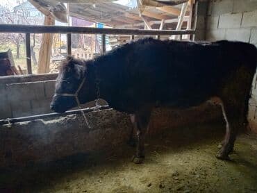 продаю домашние куры: Продаю | Тёлка | Для разведения | Привязанные — 4