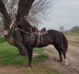 дом для собака: Продаю | Жеребец | Дончак | Для разведения, Конный спорт — 4