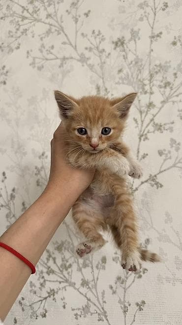 Животные: Кошка даром: Беспородная, 1 месяц, Мальчик, Приучена к лотку — 1