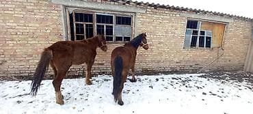 домашный тоок: Сатам | Байтал | Жумушка — 4