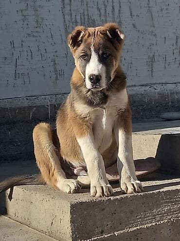 Үй жаныбарлары үчүн товарлар: Щенок крупной породы, окрас рыже-белый с темными подпалинами. Плотный — 1