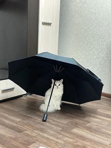 Отдам даром кошку: 5 лет, Девочка, Проглистована, Метис, Приучена к лотку — 1