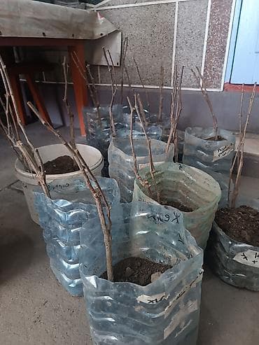 кукуруза буденовка: Юпитер годовалые саженцы столового винограда 
кишмиш неукрывной — 2