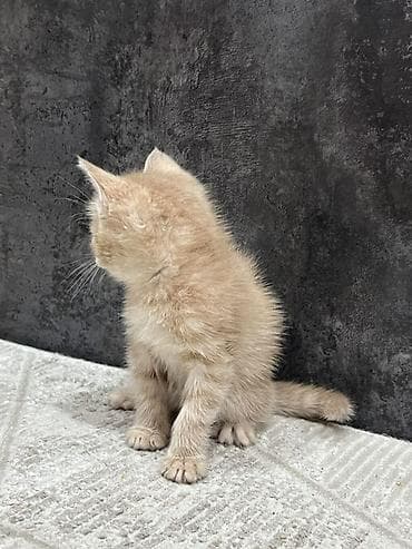 британские котята в дар: Беспородная, 1 месяц, Мальчик, Рыжий, Приучена к лотку — 6