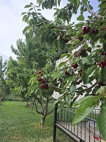 Черешня В розницу, Самовывоз at lalafo.kg Черешня В розницу, Самовывоз