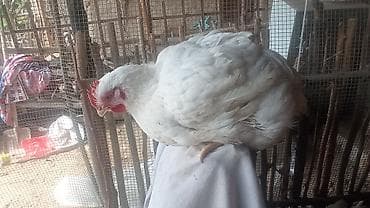ак кой: Продаю | Куры | Бройлерная | На забой — 5