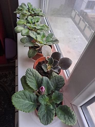 цветы красивые разное: Продаётся сортовые фиалки Идеальны для домашней коллекции — 2