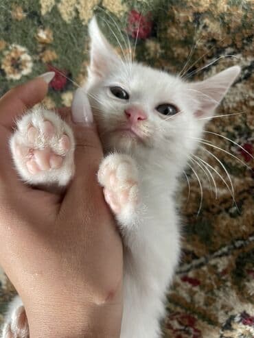 зеркальный карп: Белоснежные котята с разными глазами (гетерохромия) Описание: - — 9