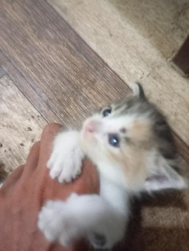Продажа кошек: 🐾 Ищу добрые руки для котят Кошка родила 5 котят. Сейчас малыши — 7
