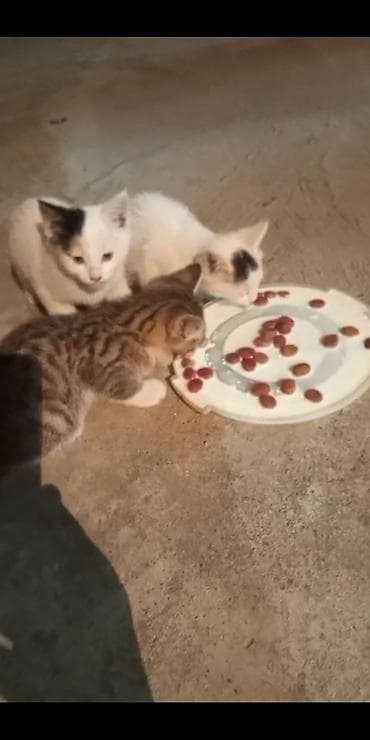Отдам котят в добрые руки. - Домашние котята разного окраса: тигровый