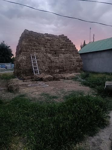кекилик бишкек: Сатам | Ургаачы кой (ургаачы) | Көбөйтүү үчүн | Ургаачы — 4