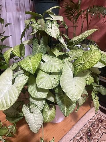 филодендрон еллоу флейм: Сингониум (Syngonium podophyllum) с пестрой листвой - Крупный куст с — 3