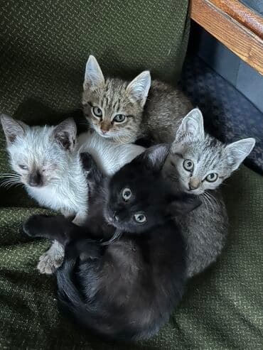 новорожденные котята: Котята из одного помёта, около 2–3 месяцев. В помёте четыре малыша: - — 1