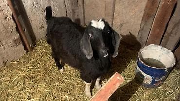 Продаю | Коза (самка) | Полукровка | Для разведения