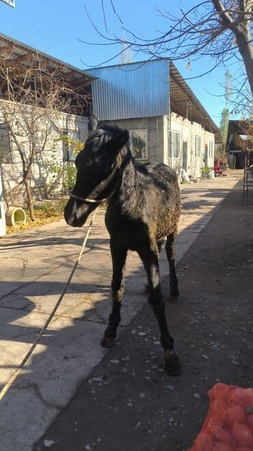 кой союп: Сатам | Байтал — 2