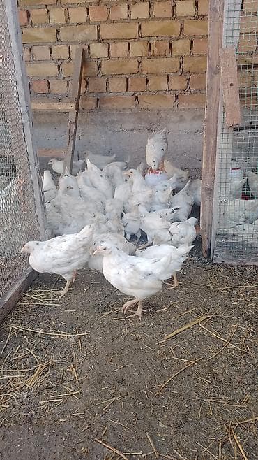 домашняя птица: Продаю | Цыплята | Хай-Лайн Соня Грей — 2