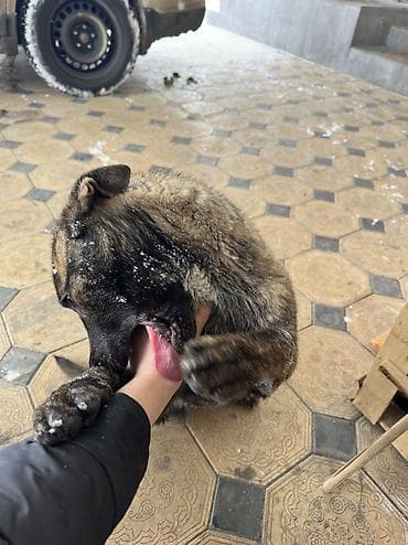 собака малинуа: Бельгийская овчарка, 5 месяцев, Самка, С прививкой — 4