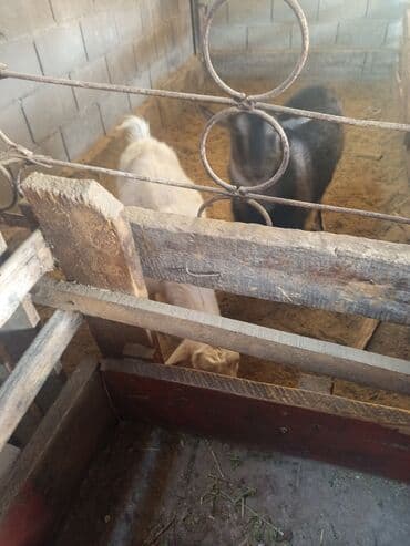 Ветеринар кызматы: Козы — 9