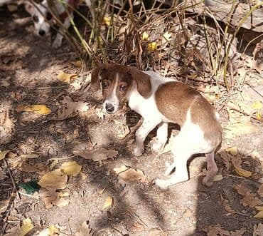 домик для собаки купить: Пристраиваются в очень надежные и добрые руки щенки(только в хорошие — 5